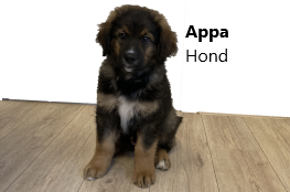 appa-hond